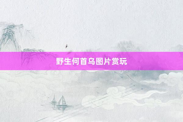 野生何首乌图片赏玩